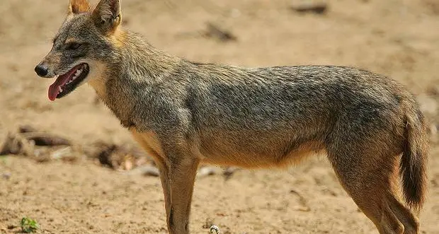 Sciacallo dorato, individuata una nuova “famiglia” nella zona di Nago