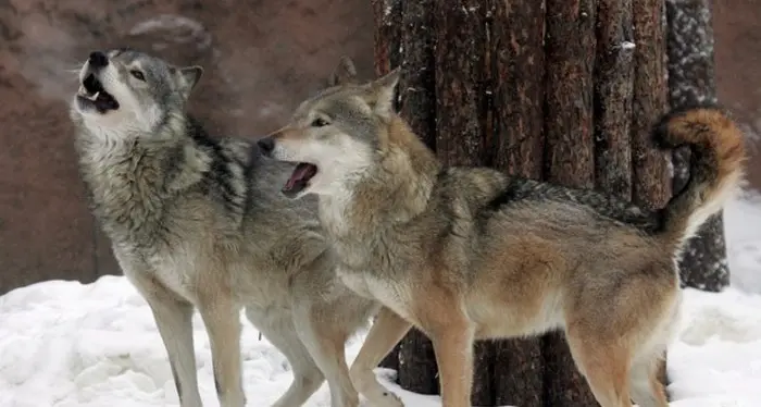 In Trentino almeno 20 branchi di lupi e sale la preoccupazione per l’arrivo della peste suina