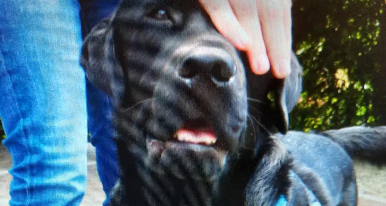 Omicidio Perraro, la difesa dice che è stato il cane, ma il perito non lo può analizzare