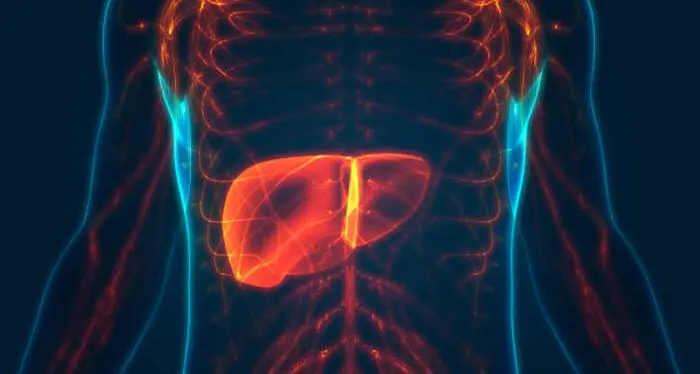 Identificata una proteina spia per i tumori al fegato: l’importante studio dell'Università di Trento