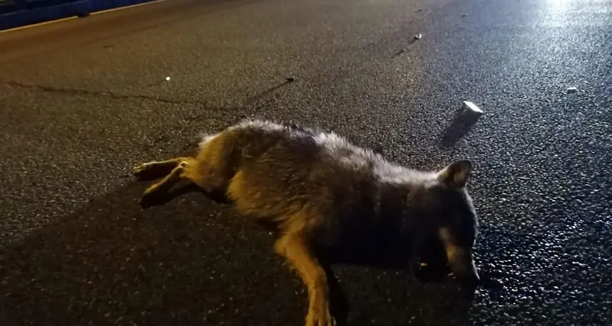 Investito e ucciso un lupo sul ponte Europa a Innsbruck