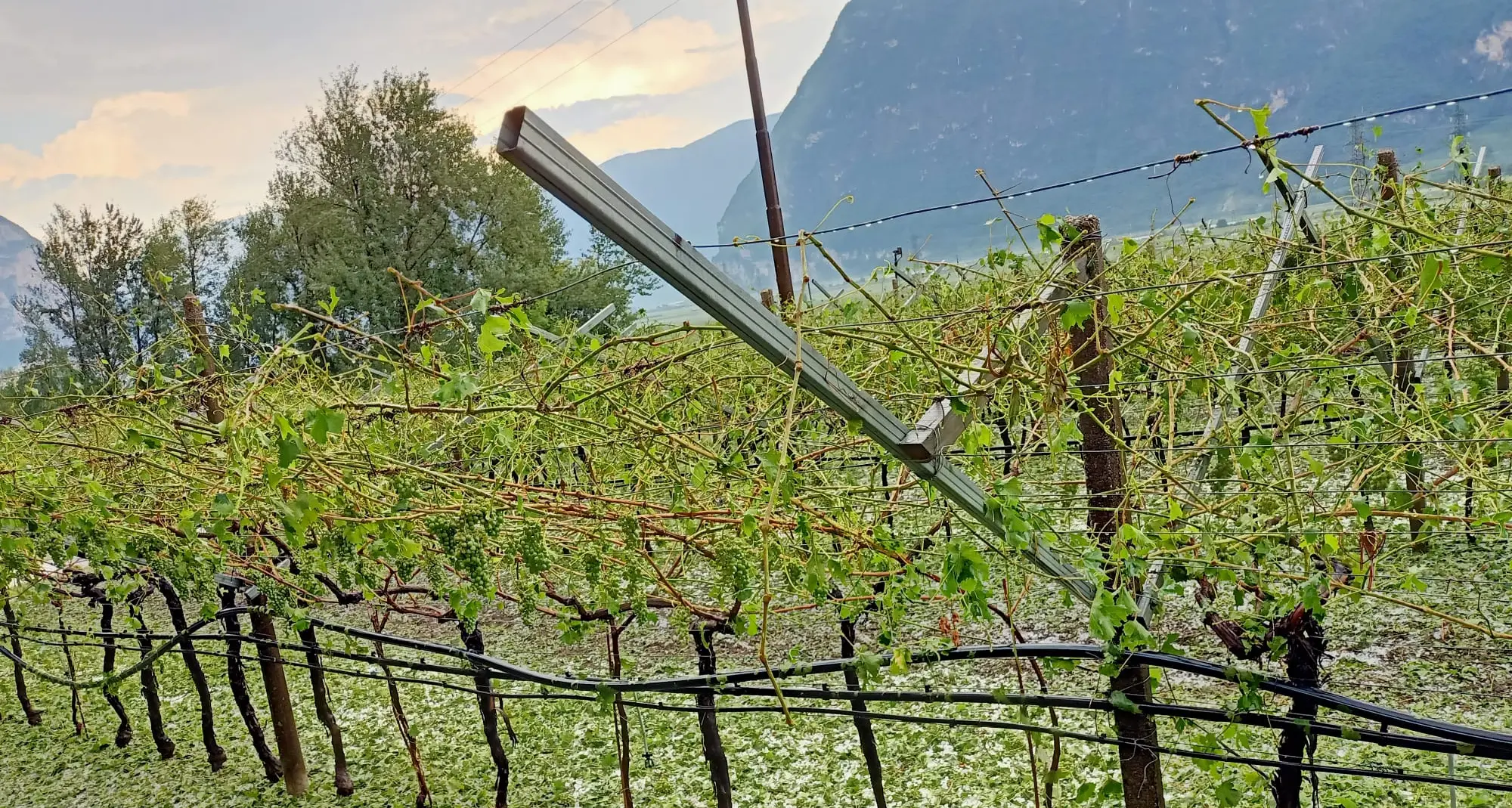 Grandinata disastrosa: più di mille ettari di meleti e vigne devastati dalla furia del temporale di ieri