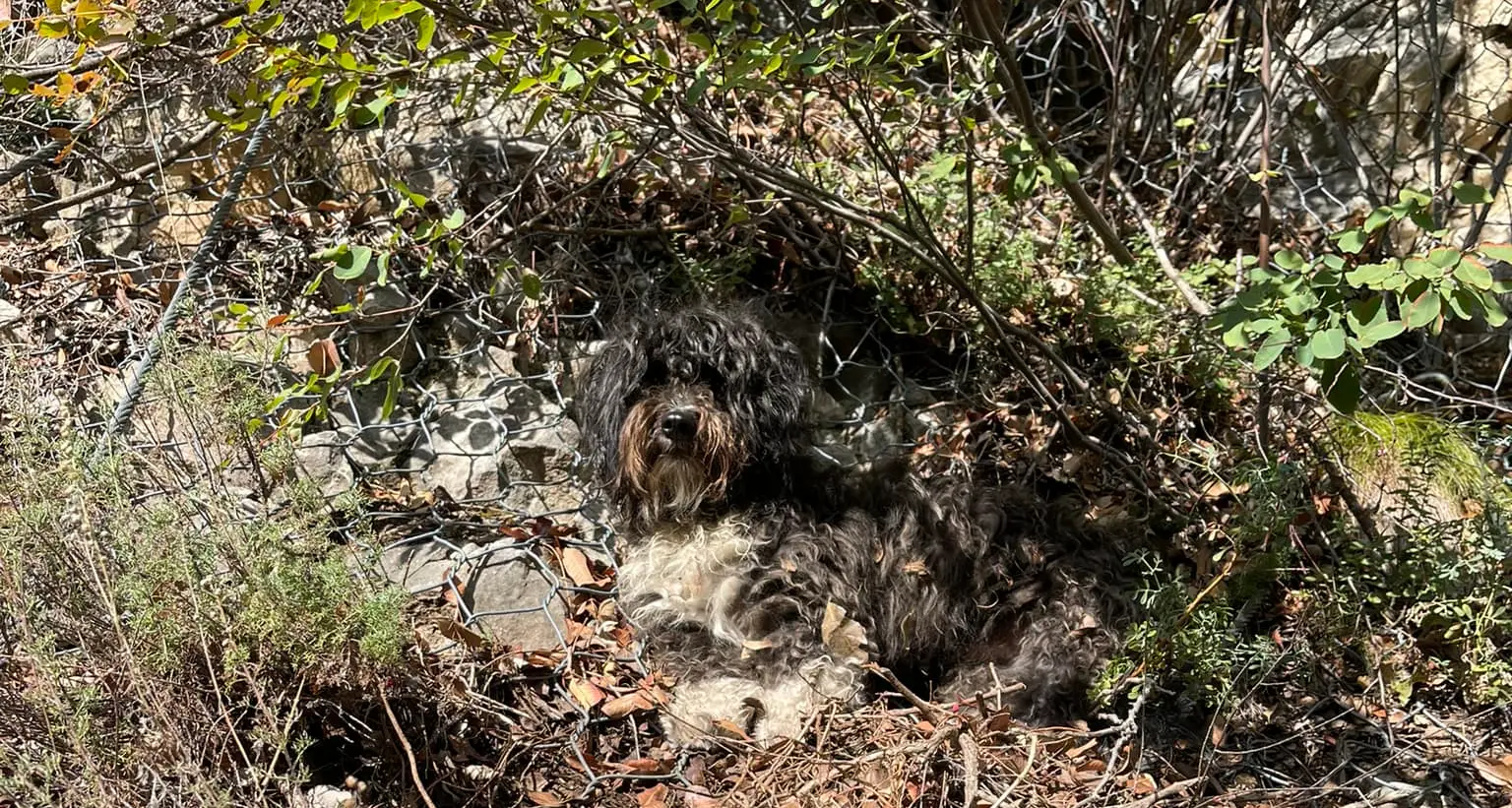 Ritrovato Charlie, il cane fuggito a Riva dopo un'aggressione: fondamentali i social