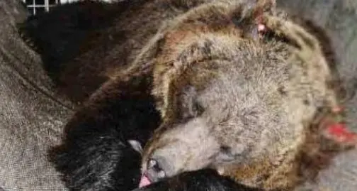 Trasferire l'orsa JJ4 in Romania? Inammissibile il ricorso della Lav, gli animalisti: «Faremo ricorso»