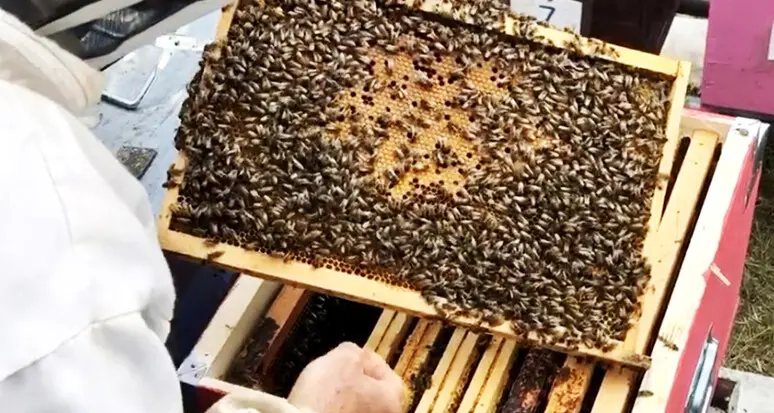 Punture di vespe, calabroni e api, l’allergologo: “I casi di decessi sono molto rari”