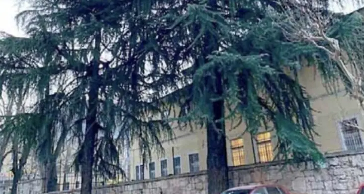 Sono salvi, per ora, i cedri del Liceo Prati. Gerosa: “Ma la scuola dovrà fare un continuo monitoraggio”
