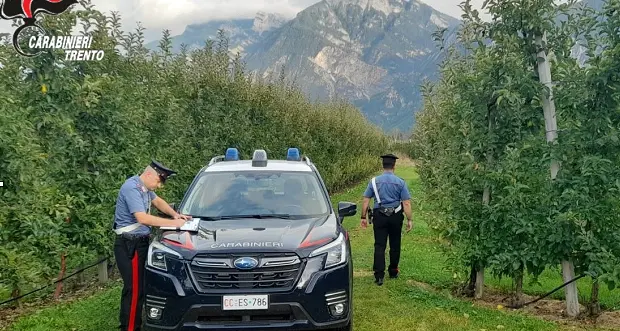 Blitz dei carabinieri nel meleto: tre raccoglitrici in nero, multa di 8 mila euro al contadino a Caldonazzo
