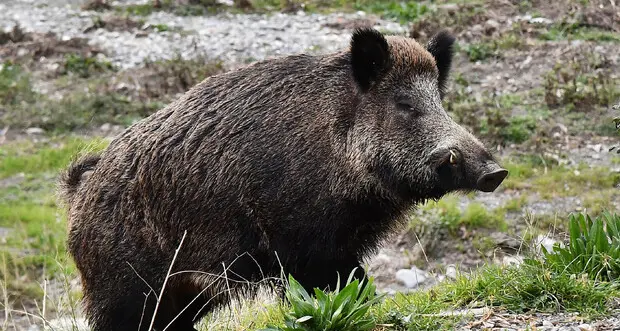 Cinghiali, boom degli abbattimenti in Trentino: 324 nei primi quattro mesi del 2022