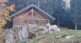 I due agnelli in fuga sulla Paganella: da un mese è caccia grossa, ma non si riesce a prenderli
