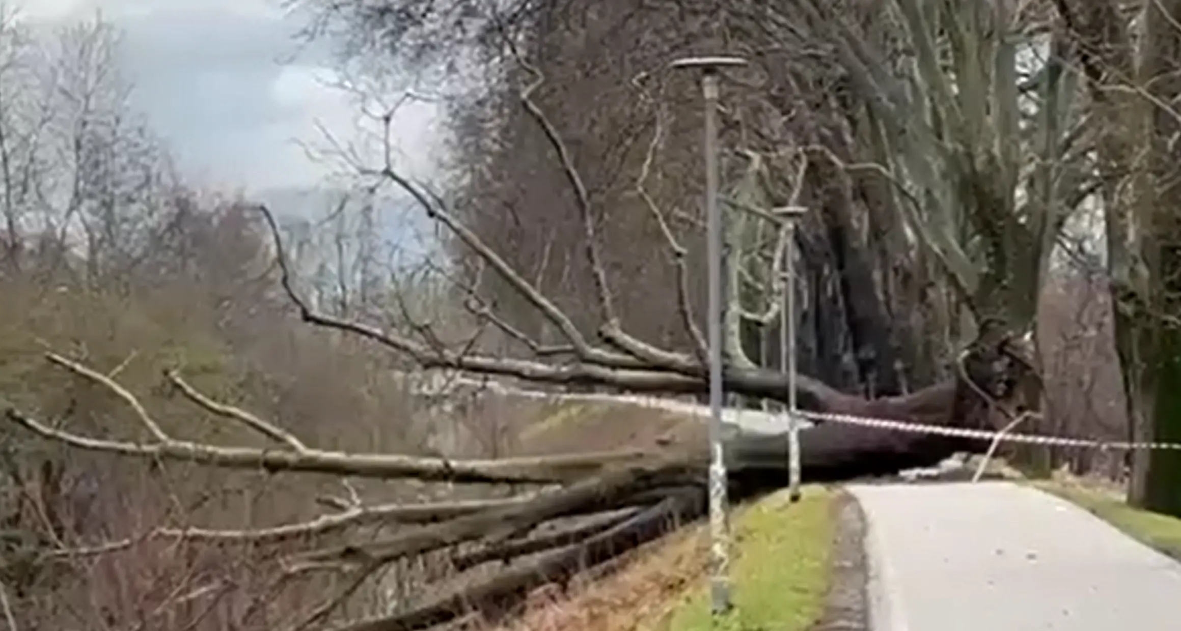 Un albero sradicato si abbatte sulla ciclabile