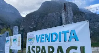 Asparagi di Zambana, quante novità: nasce il Consorzio unico, si cerca l’unità con Asta, ma arriva il gigante Apot-Melinda