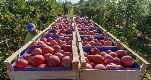 Nasce “La Trentina”: 40 milioni di fatturato. Figlia della fusione di cinque cooperative raccoglie 700 soci