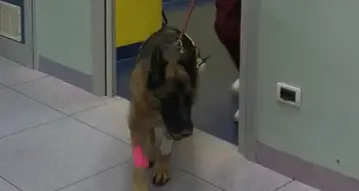 Asia, il cane pastore tedesco ferito a colpi di balestra, sta meglio e tornerà a casa – VIDEO