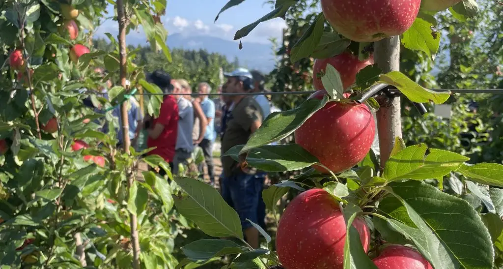 Nel meleto sperimentale di Fem, ecco i segreti della frutta «industriale» del futuro: fitofarmaci, cloni e genetica
