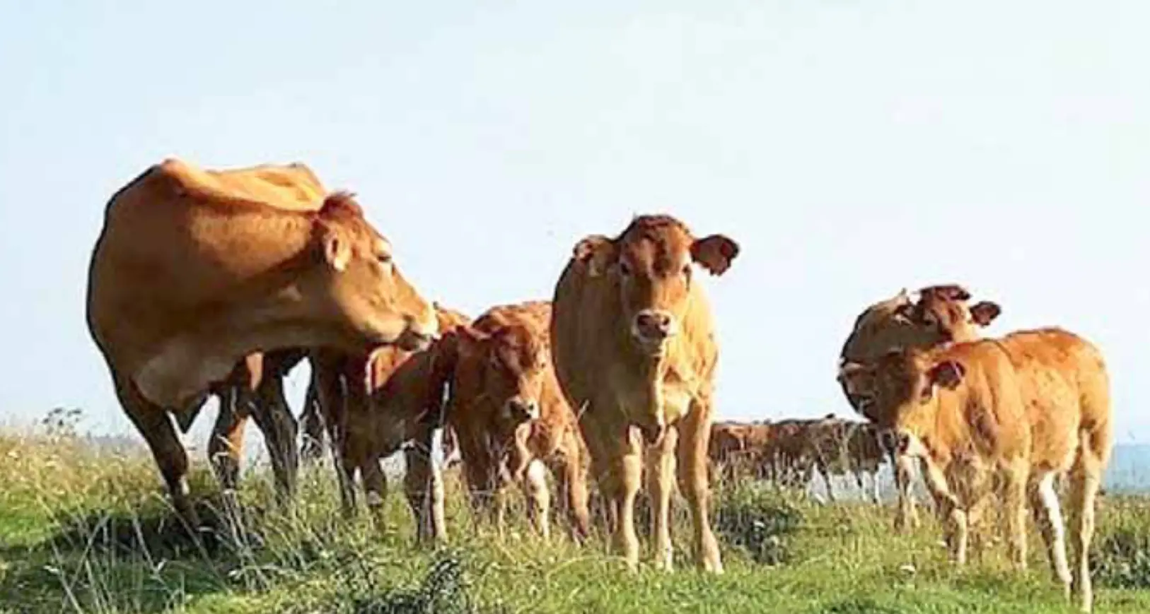 Bovini affetti da Ibr: contagiati dai vicini di malga, saranno abbattuti