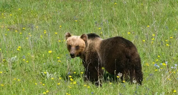 Aggredito da un orso mentre passeggia con il cane in val di Sole