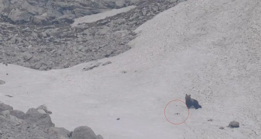 Val d’Ambiez, orso inseguito da un drone: il Parco chiede chiarezza