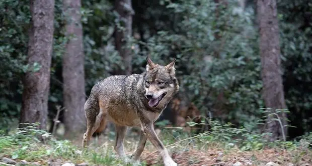 La Provincia agli animalisti: “Malga Boldera, idonea e a norma la recinzione anti-lupo”