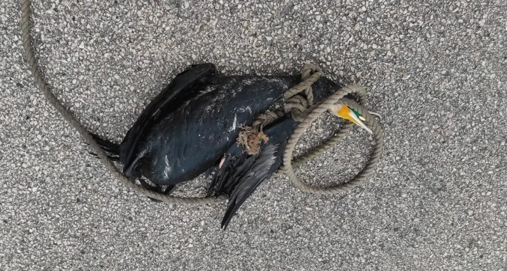 Cormorano trovato impiccato con una cartuccia in bocca