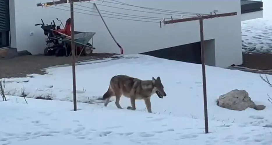 Lupi in paese, i cittadini di Moena segnalano via Facebook gli avvistamenti tra paura e tensione