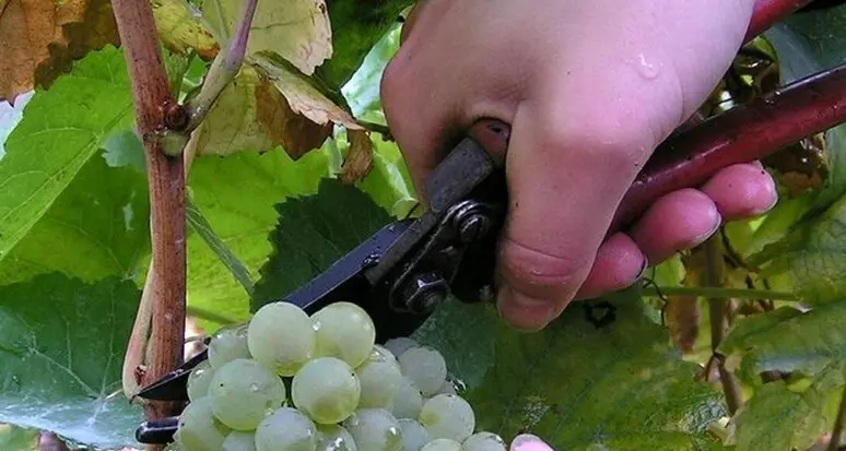Iniziata oggi la vendemmia nei vigneti Ferrari: “Resa inferiore al 2023, ma buona qualità”