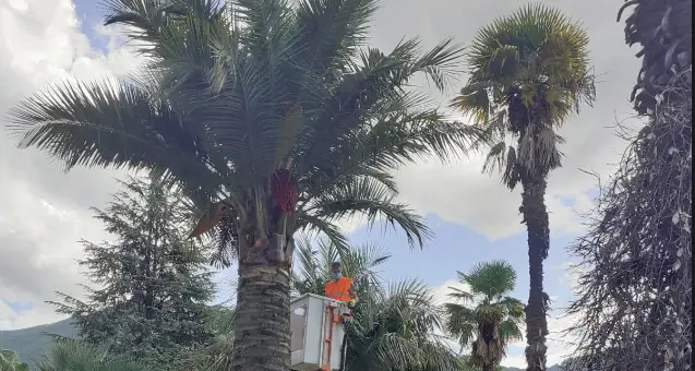 Parassiti delle palme, sui viali di Riva dovranno essere tutte estirpate, il taglio al via in aprile