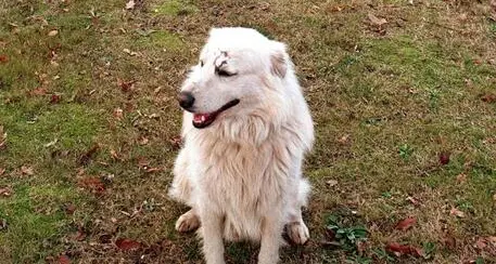 Cani da guardiania per proteggere polli e tacchini: proposta una sperimentazione in Trentino