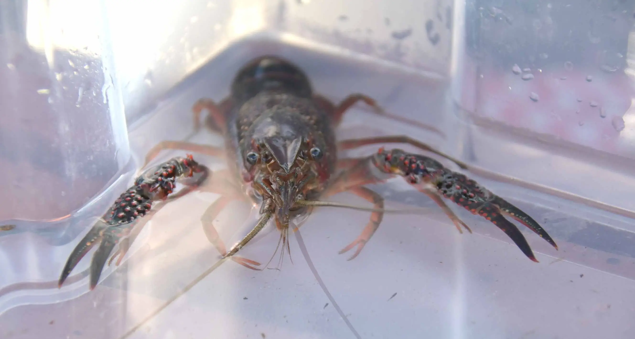 Ecco come si cacciano i «gamberi killer» della Louisiana nel lago di Lagolo