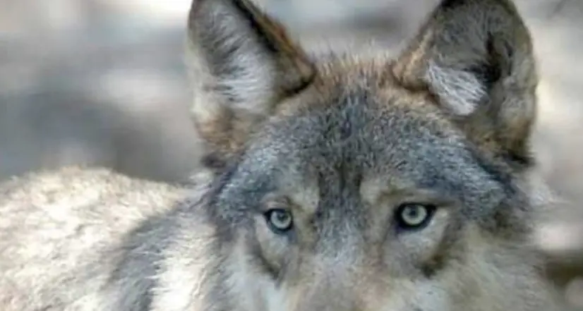 “Il lupo ha aggredito mia madre vicino a casa. In Val di Rabbi ce ne sono tanti”