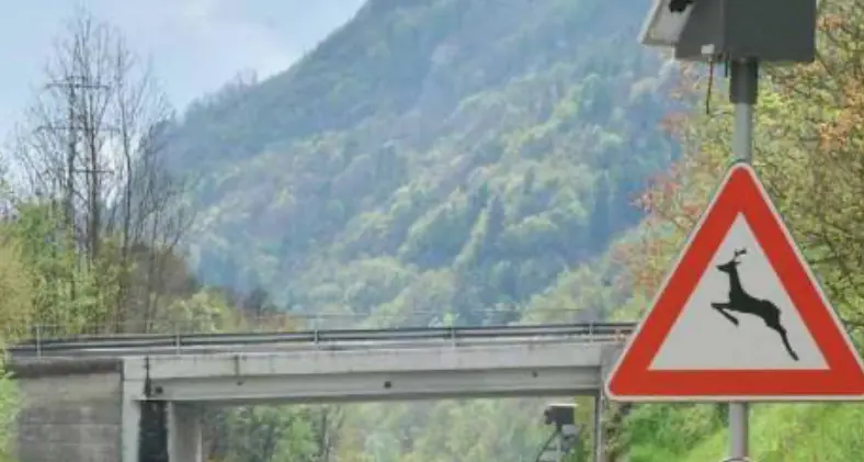 Borgo Chiese: scontri auto-animali, sensori ancora spenti