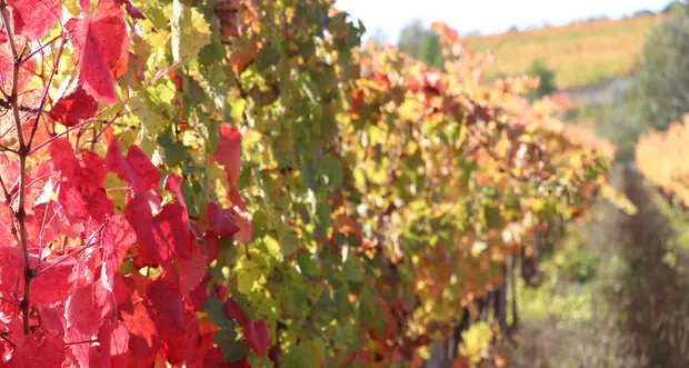 Vendemmia: siccità e anticipo, ma nessun dramma: in Trentino produzione più alta rispetto al 2021