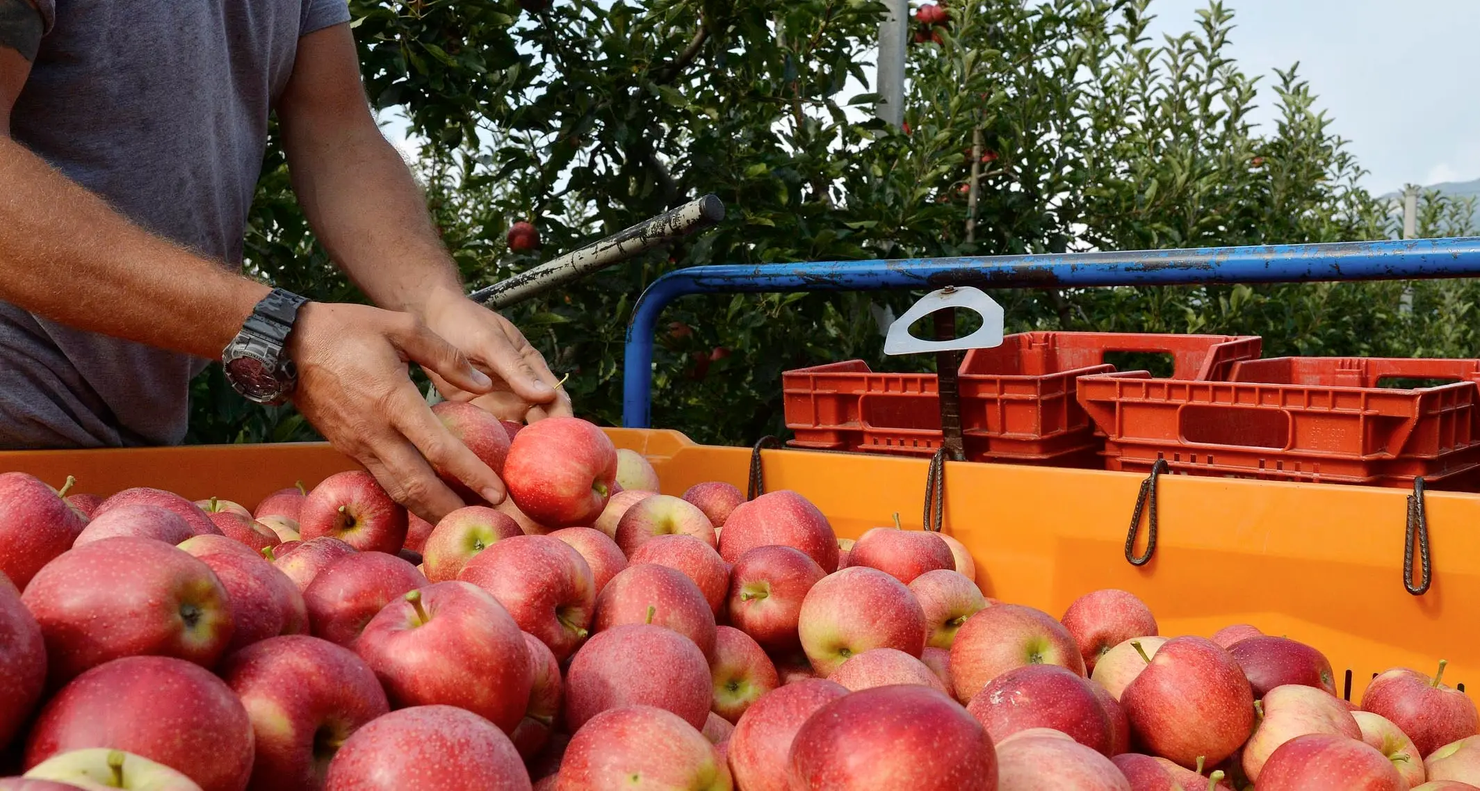 Vendemmia e raccolta delle mele, l’allarme: in Trentino mancheranno 4 mila raccoglitori