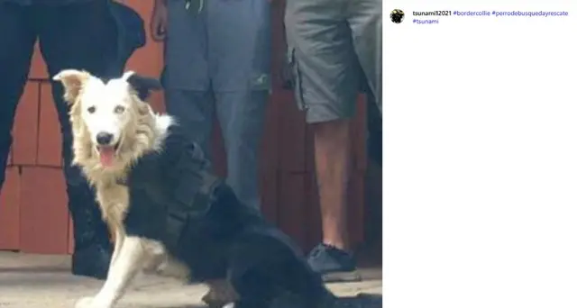 Venezuela: Tsunami, il cane soccorritore che cerca superstiti tra le macerie