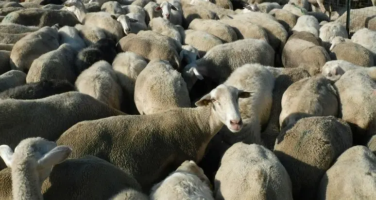 Maltrattamenti sul gregge in Trentino: i pastori andranno a giudizio