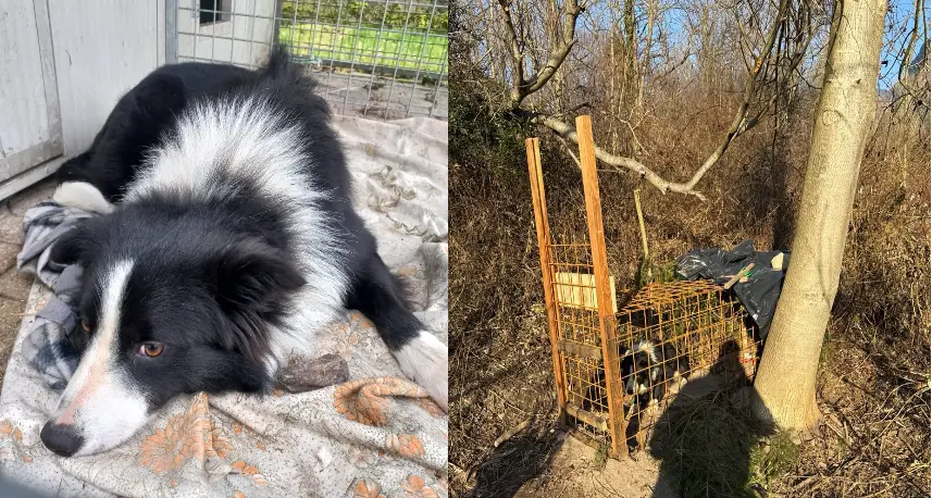Storo: il collie \"Garibaldi\" che vagava nei campi è stato preso (è servita una trappola a gabbia)