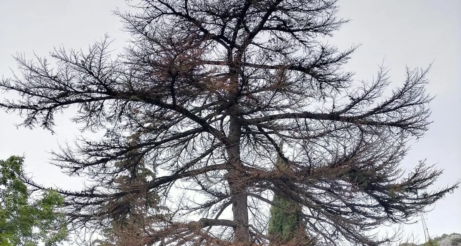 Alto Garda, torna a colpire il «killer degli alberi», ucciso un maestoso cedro