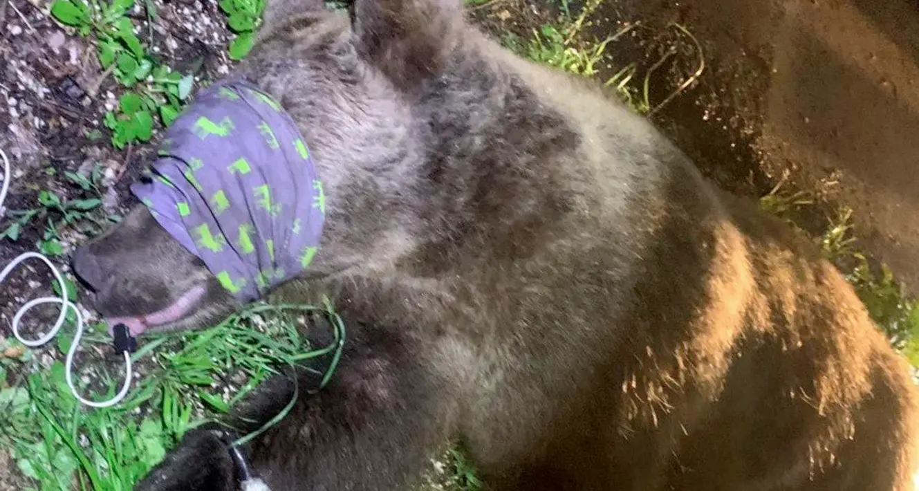 «La Provincia liberi M57», il Consiglio di Stato dà ragione a Enpa e Oipa sulla ingiusta detenzione dell’orso di Andalo
