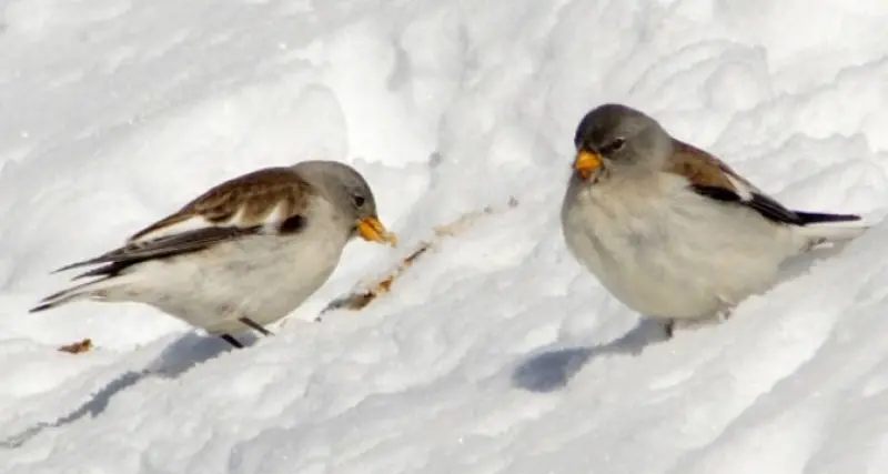 I fringuelli alpini in via di estinzione, ed è colpa dell’uomo e delle sue attività in montagna