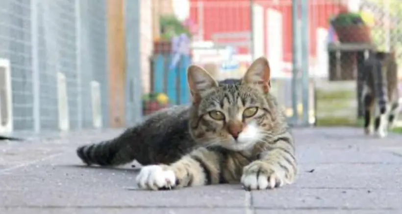 Al gattile di Ziano coccole e cibo non mancano mai: “Servono soldi e volontari”