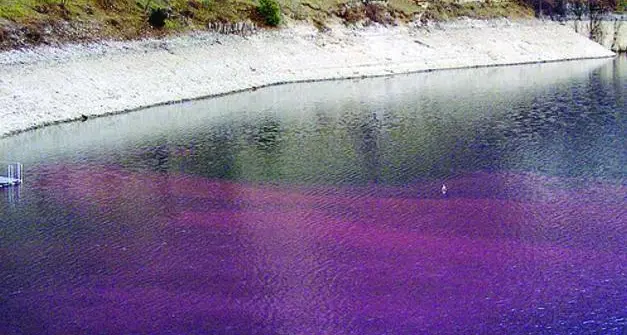 Il lago di Ledro non diventerà più rosso: eliminato il nutrimento all'alga Planktothrix
