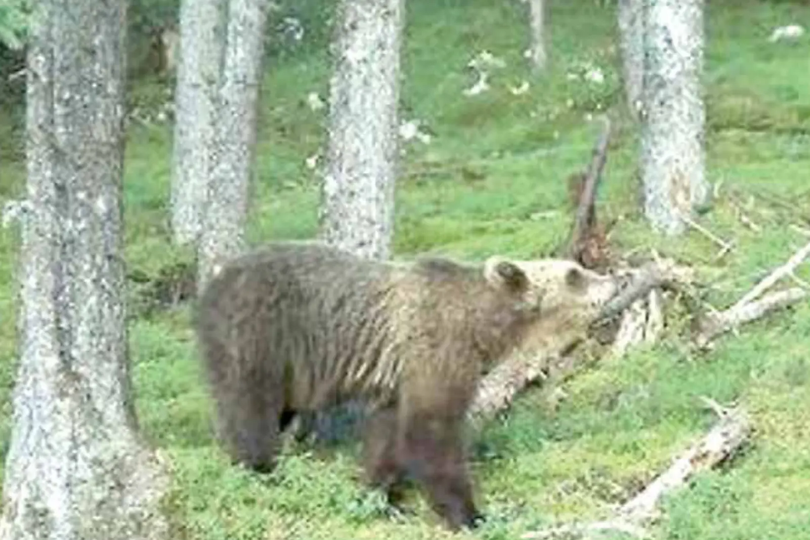 Rischi di incontrare l’orso, l’esperto: «I boschi? Sicuri, ma serve cautela»
