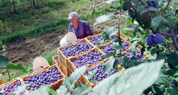 La giunta approva la nuova legge sull’agricoltura biologica: ecco le principali novità, compresi i «distretti»