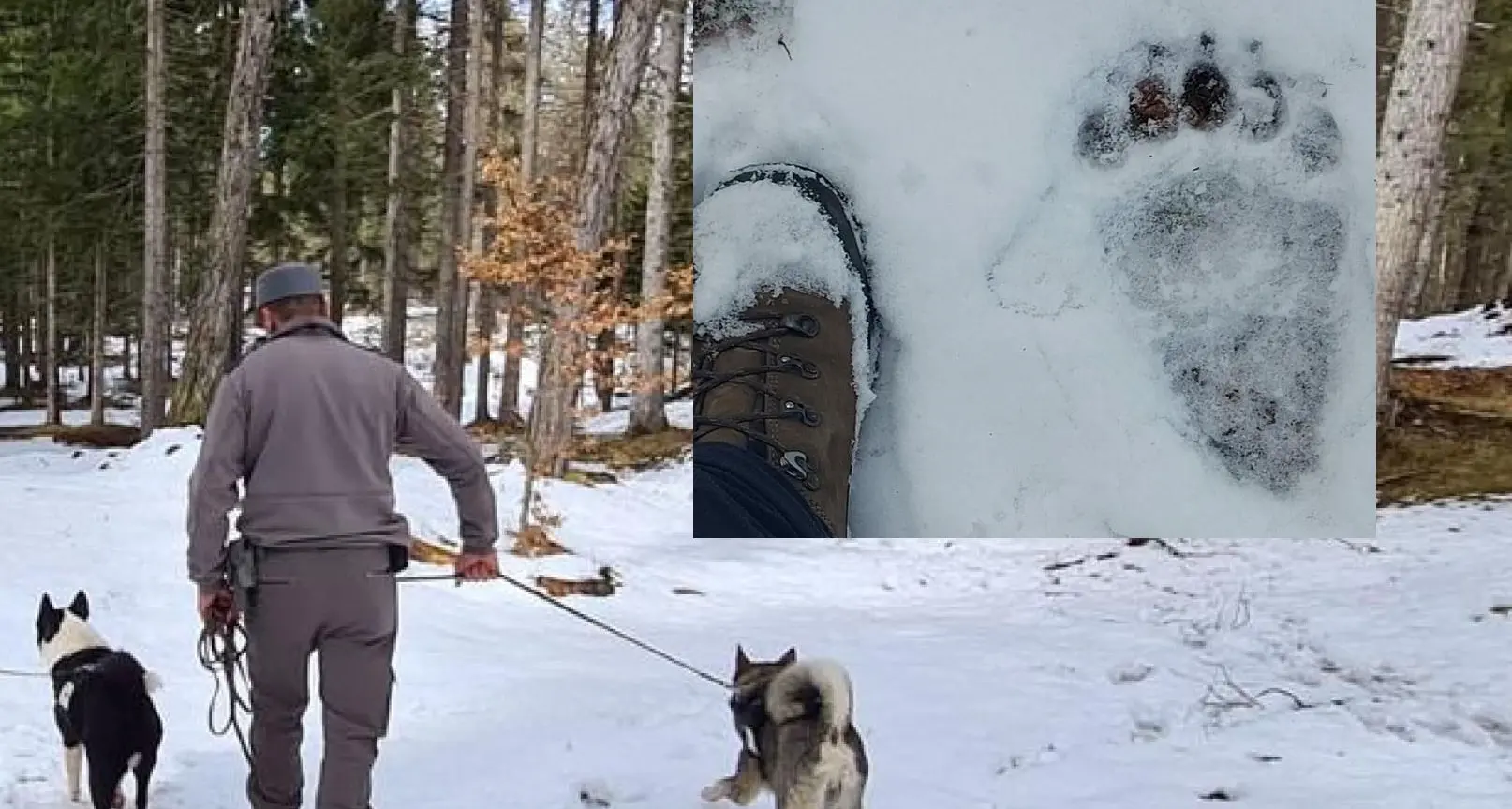Continuano le ricerche di Jj4: “Orme fresche sulla neve”. Per l’abbattimento anche i sindaci