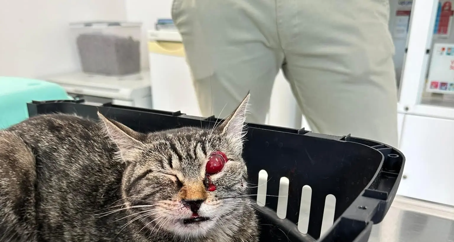 Gatta ferita a Tenna con i pallini del flobert, la rabbia dei proprietari: “Aiutateci a scoprire chi ha sparato”