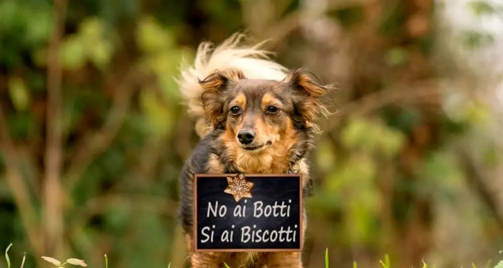 Botti e petardi a Capodanno, il Comune di Trento non li vieta ma invita alla \"moderazione\"