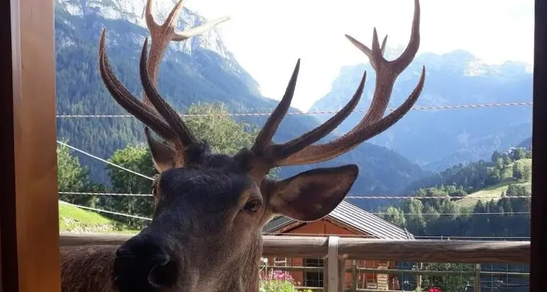 Belluno: era la mascotte del paese, ucciso da un cacciatore il cervo Bambotto