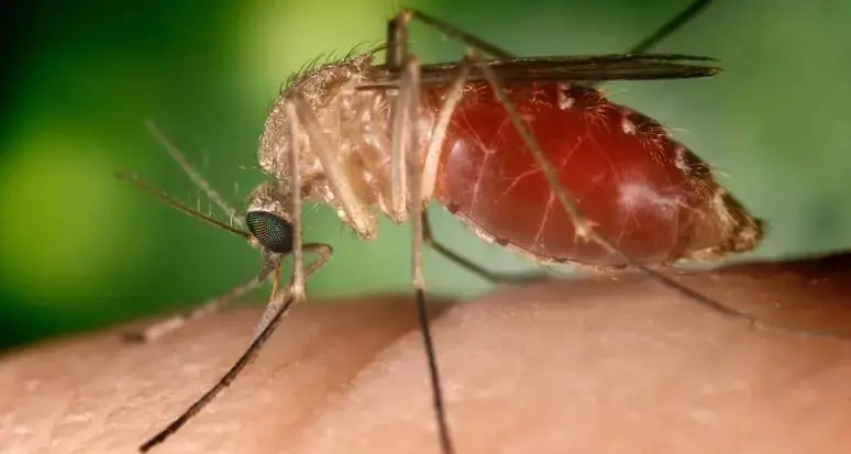 West Nile, morto dopo aver contratto il virus nel Ravennate
