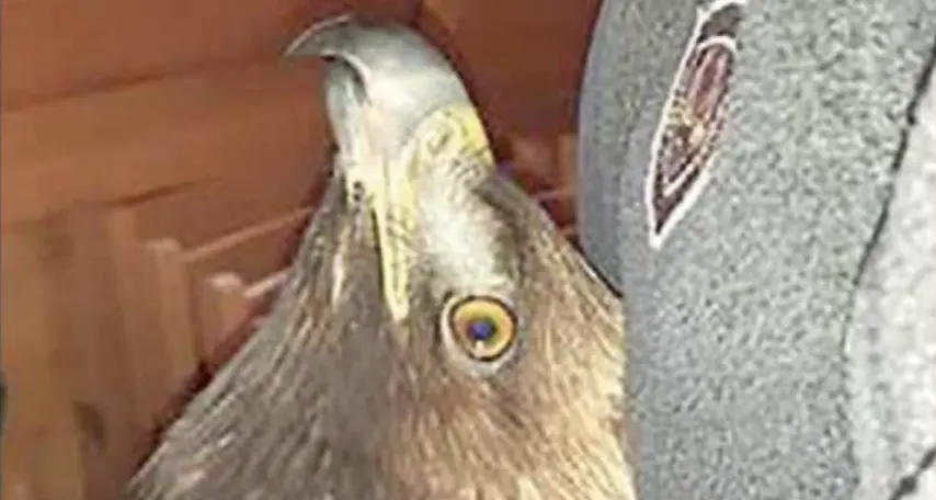 Aquila avvelenata dal piombo, l’esito degli esami sul rapace recuperato a Soraga