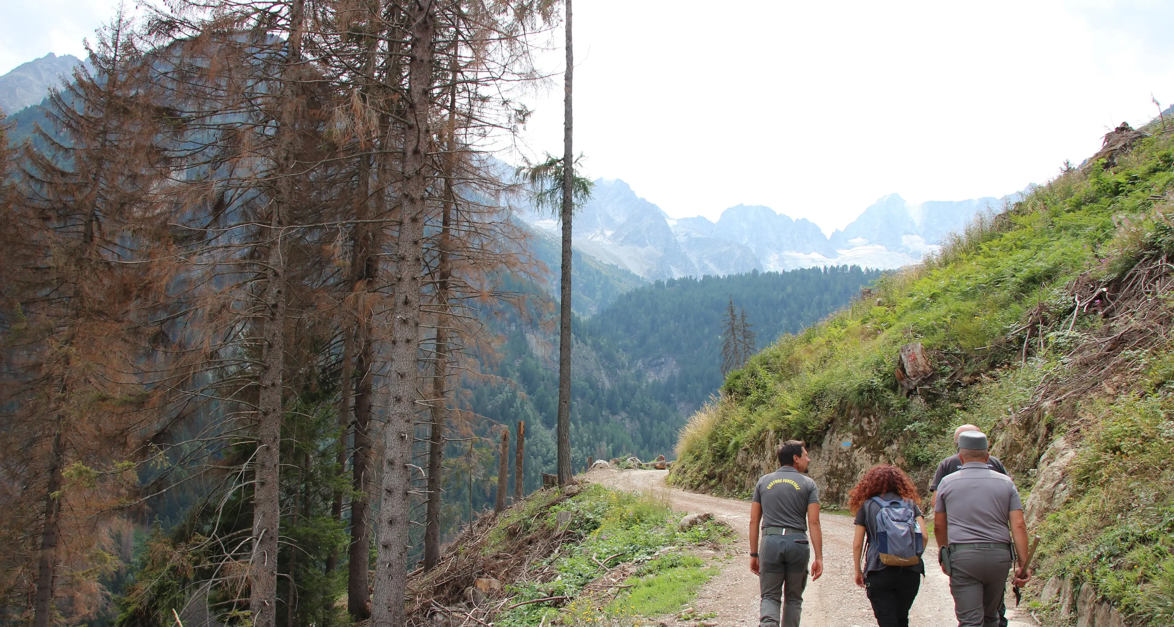 Il bostrico uccide i nostri boschi: «Solo in Val di Sole abbiamo perso forse 70 mila piante»