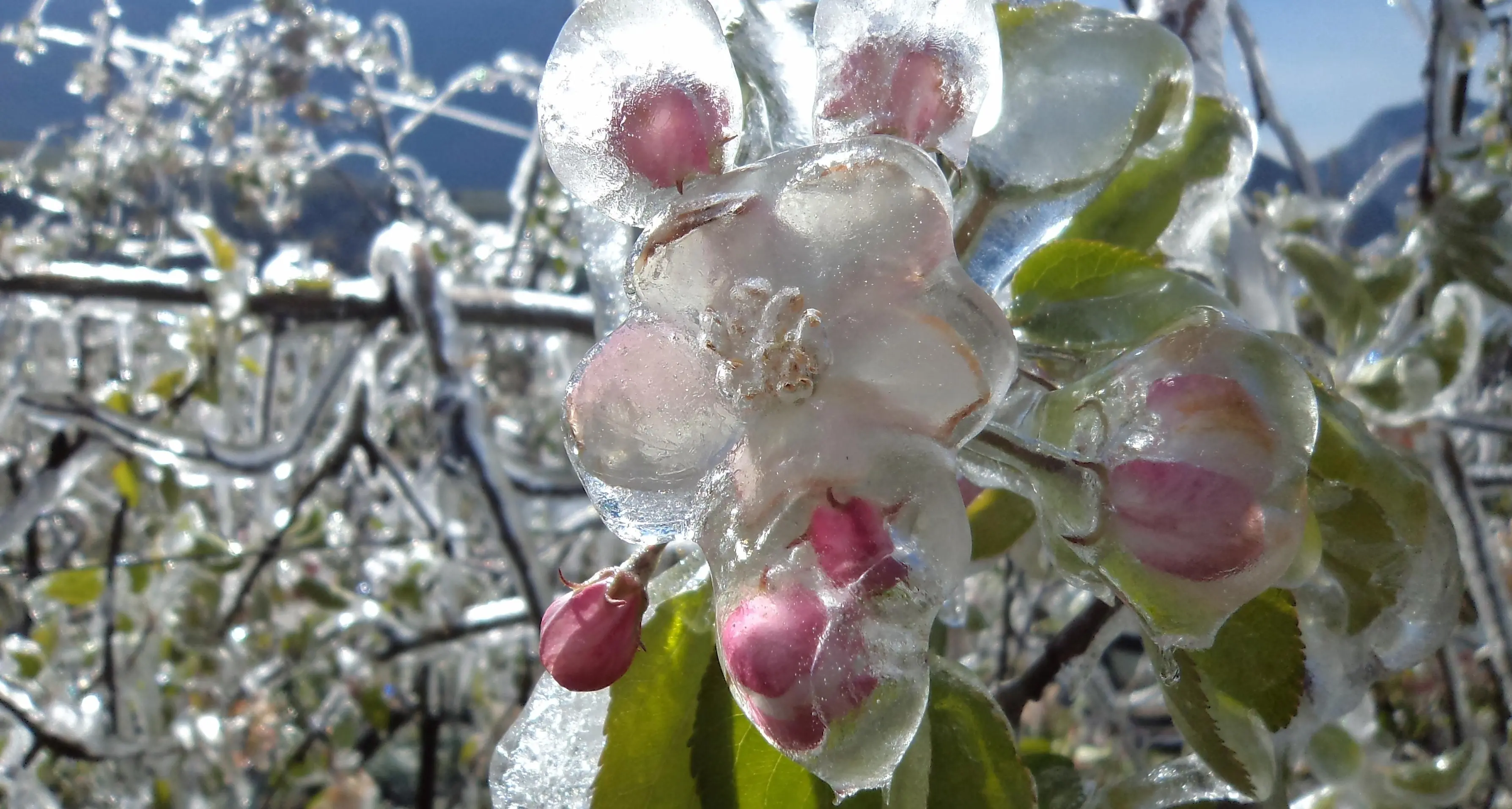 Primavera fredda, da Fem e Meteotrentino inviati 40 mila allarmi via sms per le gelate nei campi